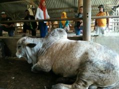 Pingin Ternak Ayam Tapi Tak Punya Modal Perusahaan Ini Tawarkan