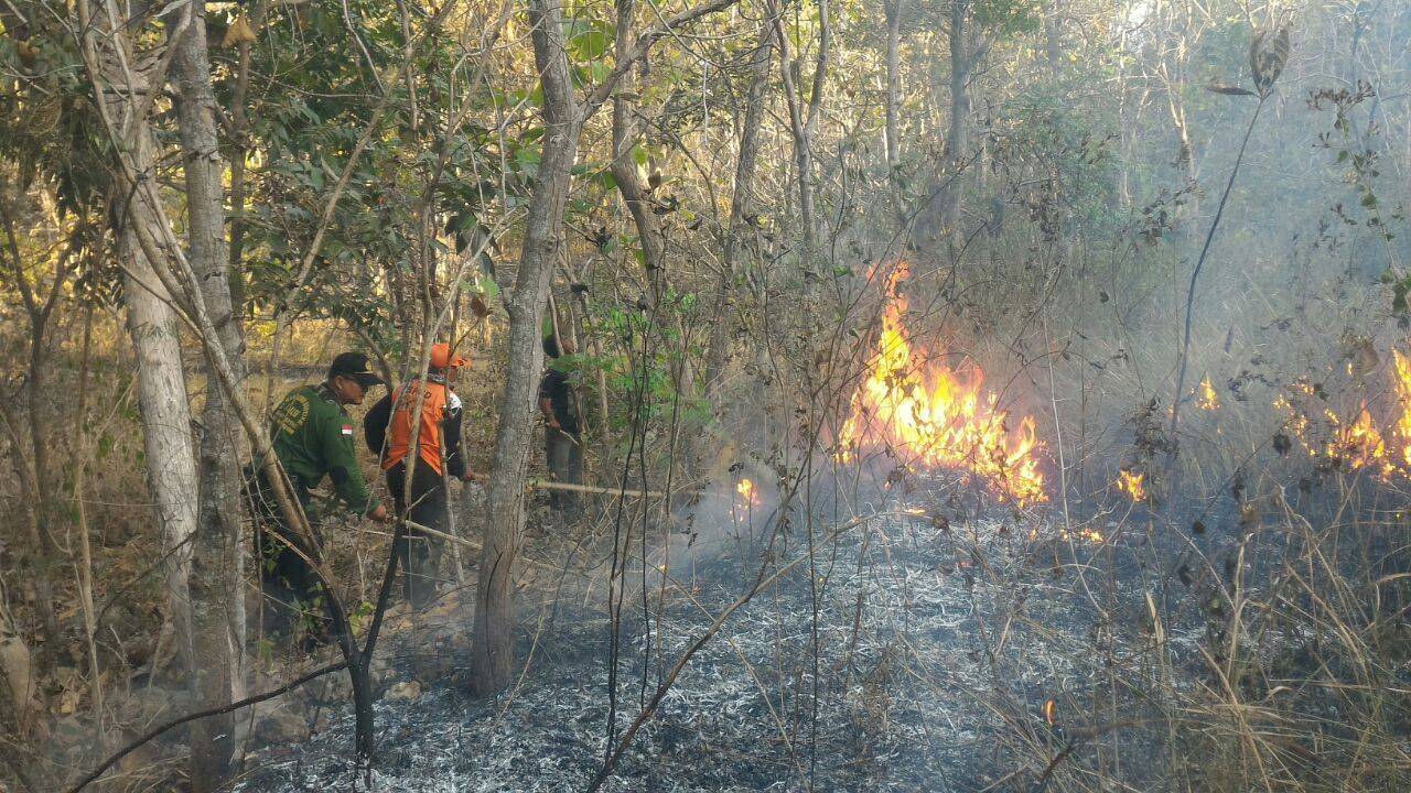 Kebakaran lahan jati