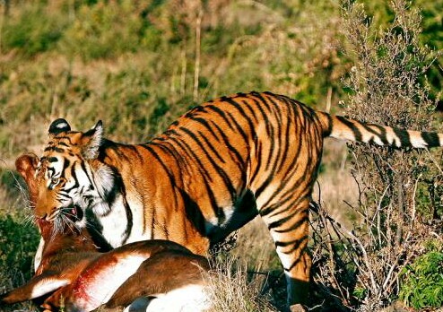 Teror Serangan Harimau Lawu Ditemukan Tapak Kaki Dan Bekas Seretan Bercak Darah Ke Arah Hutan Joglosemar News