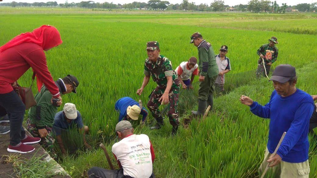 171218gropokan tikus