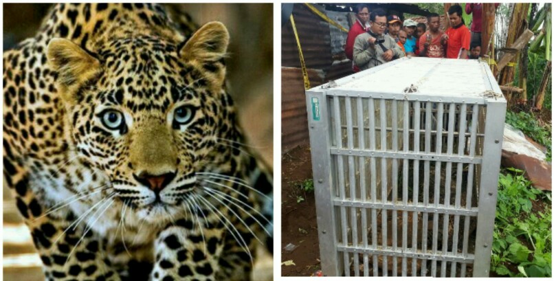 101 Gambar Kolase Harimau Terbaru Kumpulan Gambar Kolase