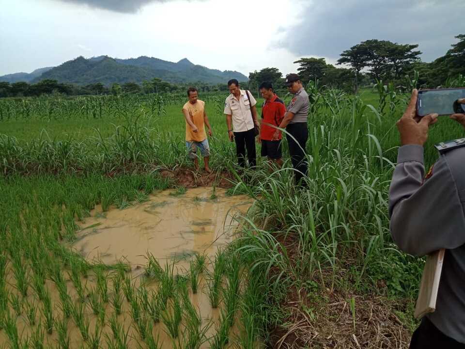 Tewas di sawah