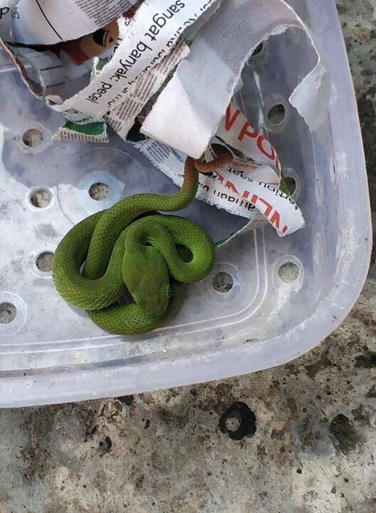 270219kiriman berbahaya