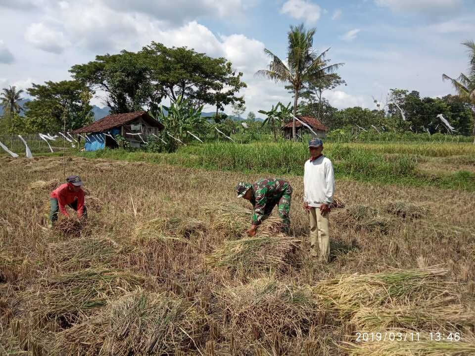 Pendampingan babinsa