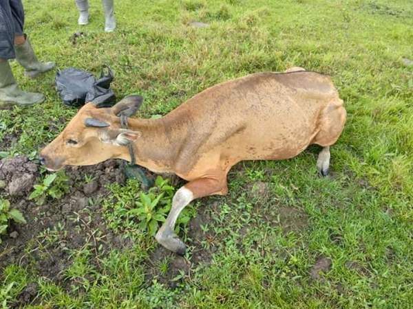 1004 - WABAH DIARE-B sapi korban diare