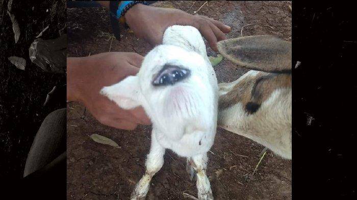 kambing-berkelopak-mata-satu-di-bogor