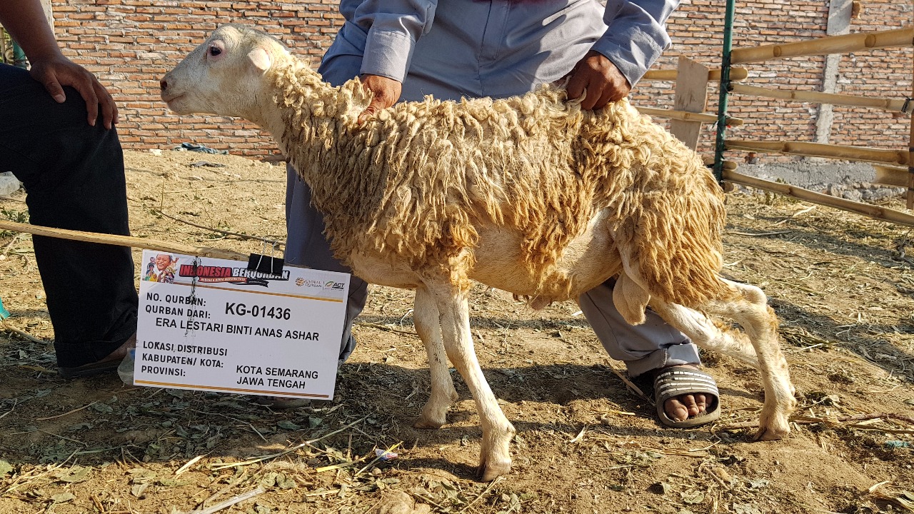  Mengapa  Harus  Berkurban di Global Qurban ACT Ini 