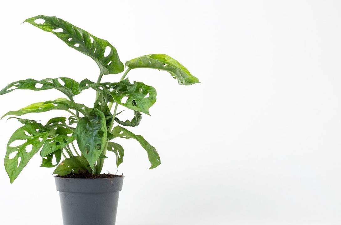 janda_bolong_monstera_adansonii02