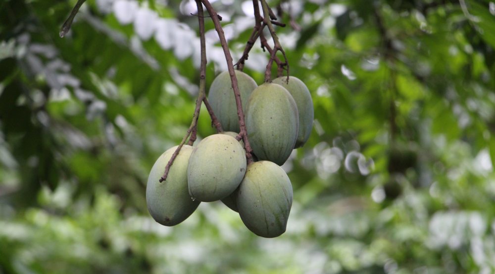 Tips Memilih Buah Mangga Yang Matang Sempurna, Bentuknya Harus Montok ...