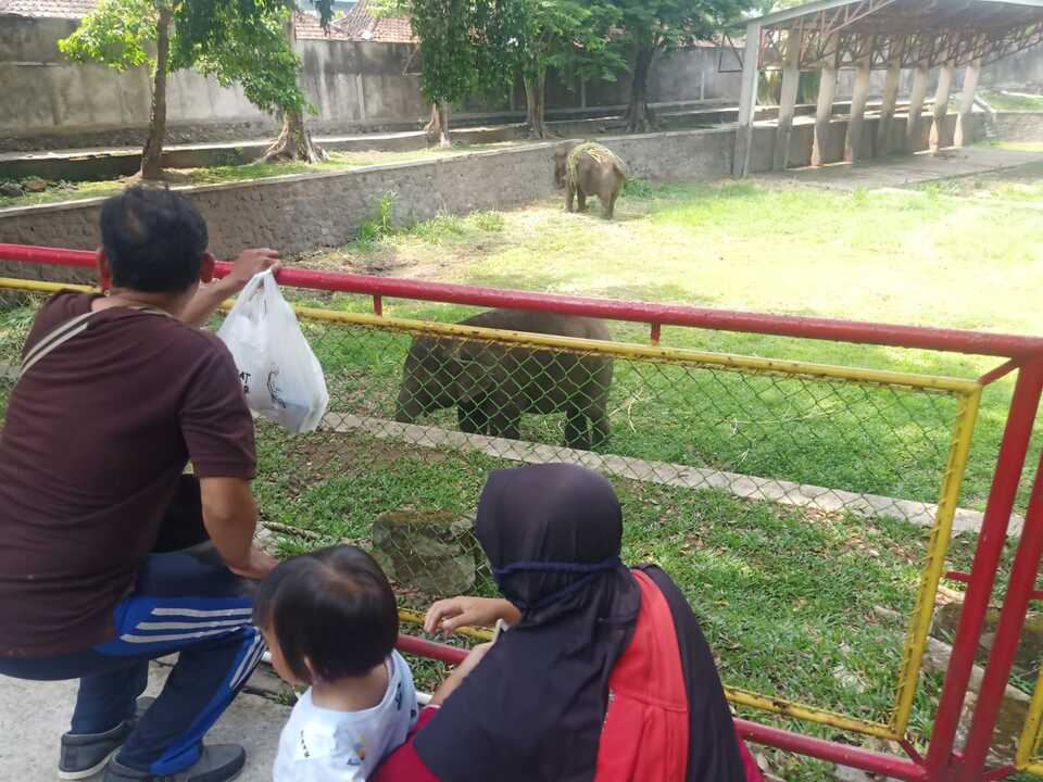 jurug gajah