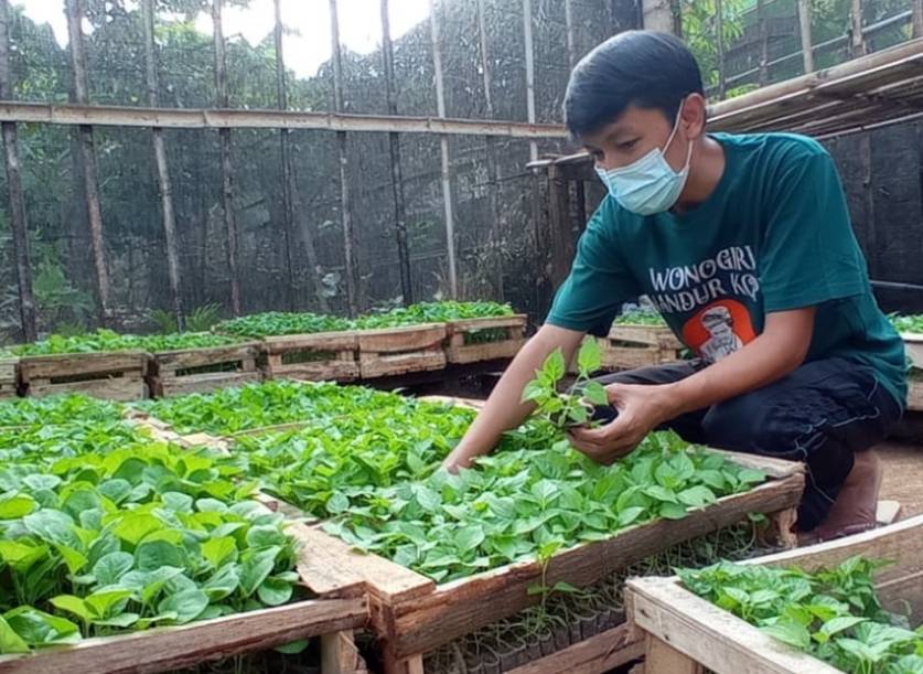 Ilustrasi bibit tanaman