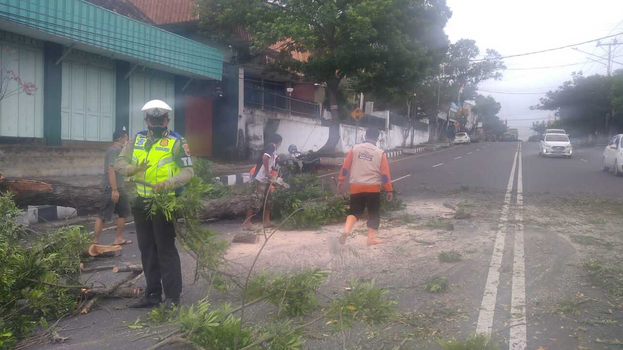 Pohon tumbang Pohon tumbang