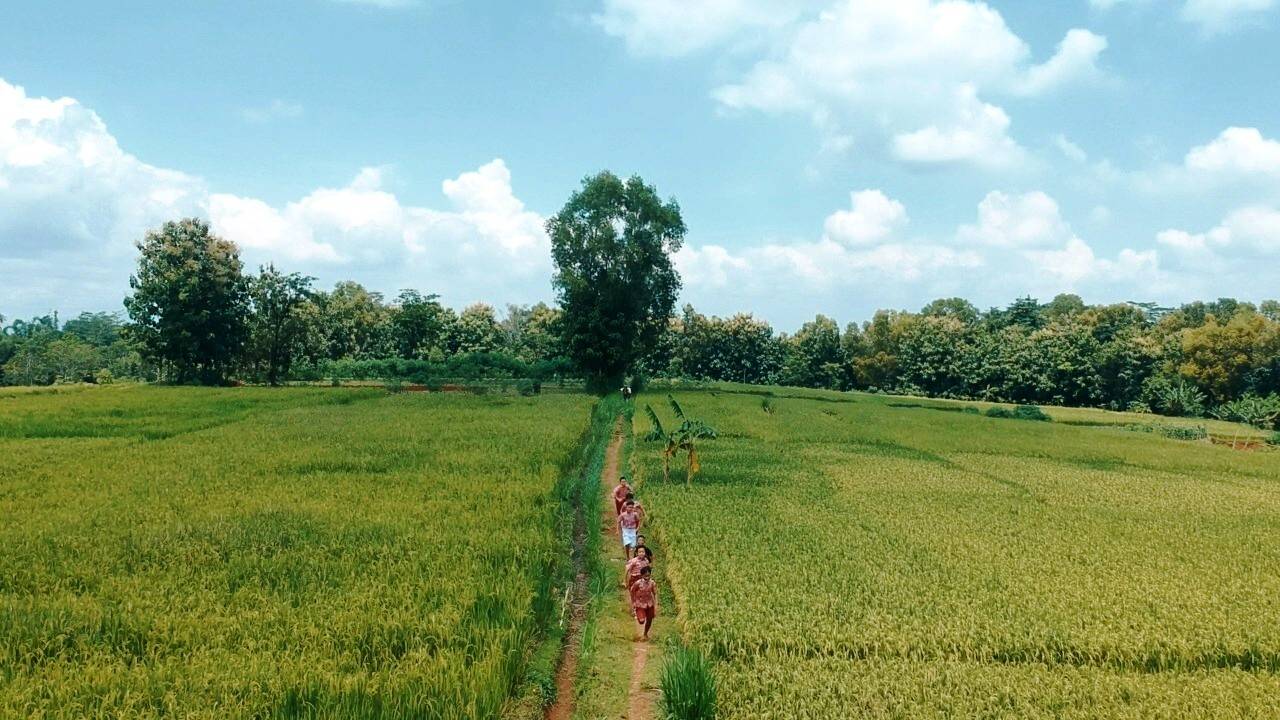 Anak-anak lari di sawah