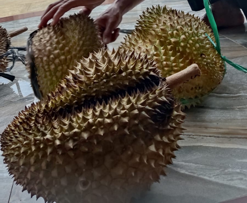 Durian Pogog