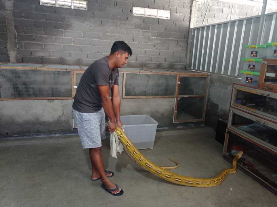 Ular piton Ular piton