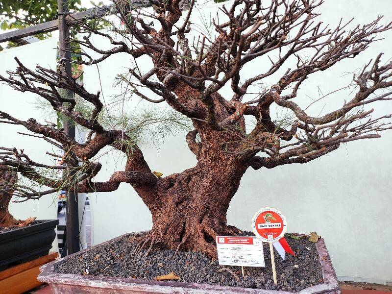 IMG20220518155917_copy_800x600