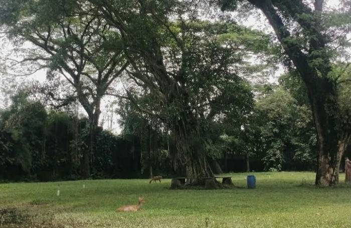 1907 - taman balekambang