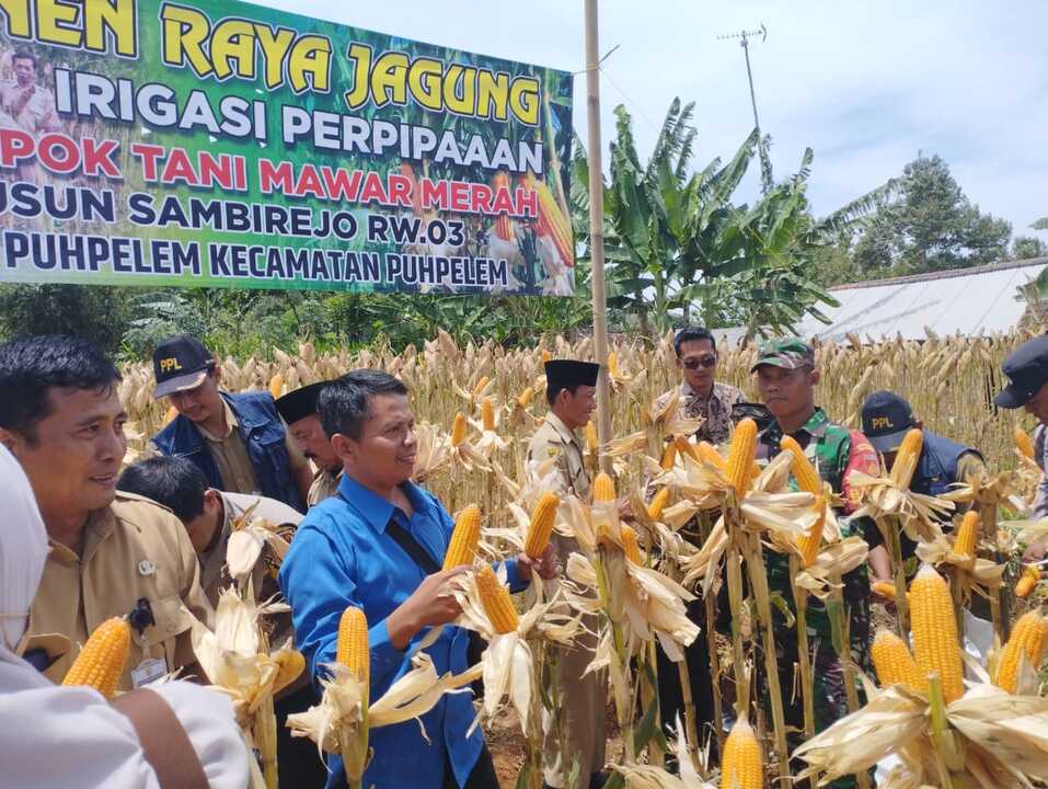 Jagung Jagung