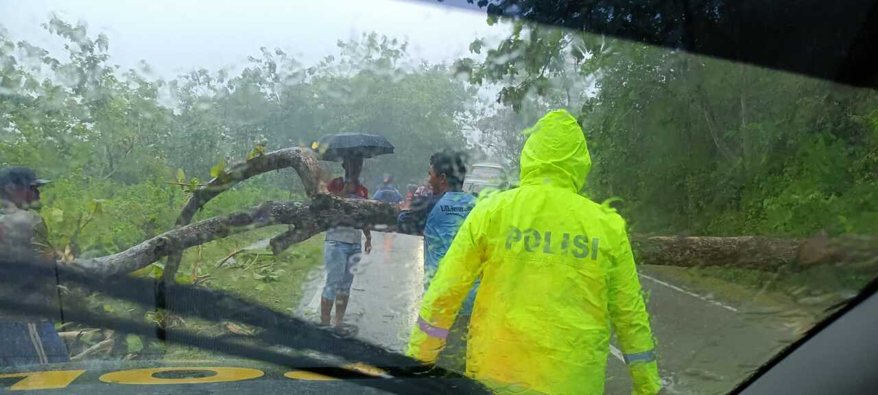 Pohon tumbang Pohon tumbang