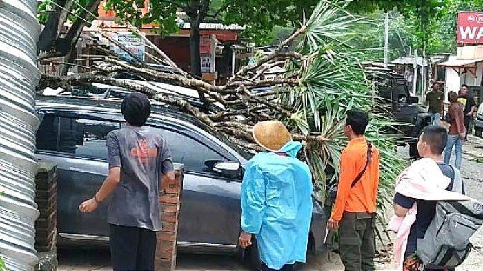 2512 - pohon tumbang