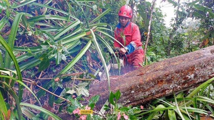 2512 - pohon tumbang