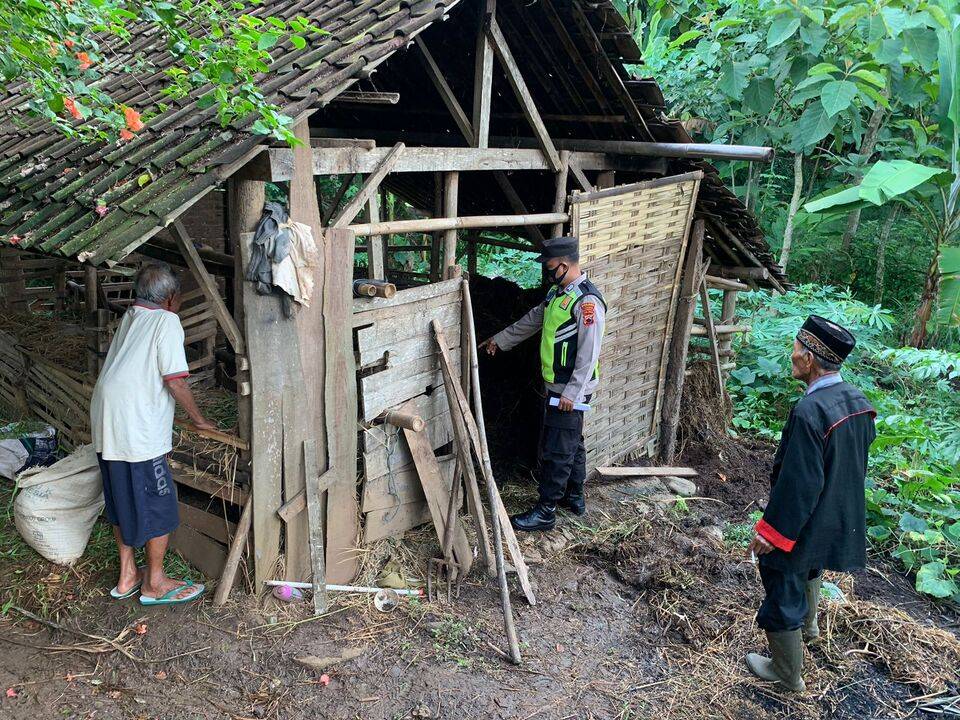 Pencurian sapi Pencurian sapi