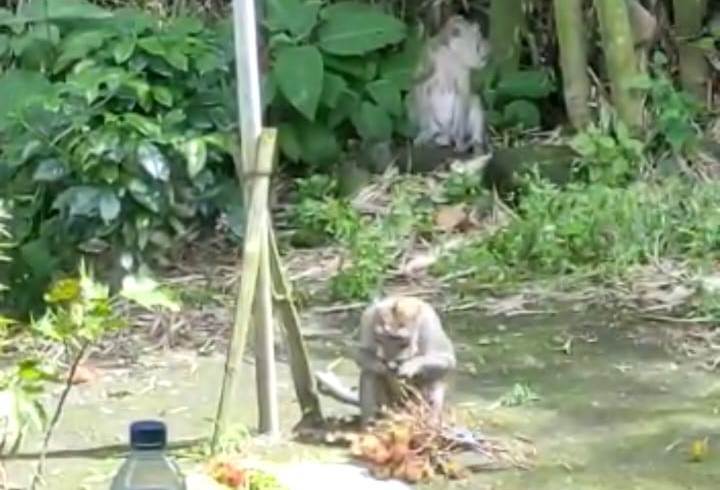 Serangan kera boyolali