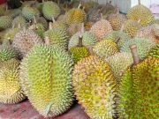 Puncak Panen Durian Desa Gempolan, Kerjo, Karanganyar Jatuh Bulan Februari, Bisa Pilih Dan Makan Sepuasnya Mulai Rp 20.000,-