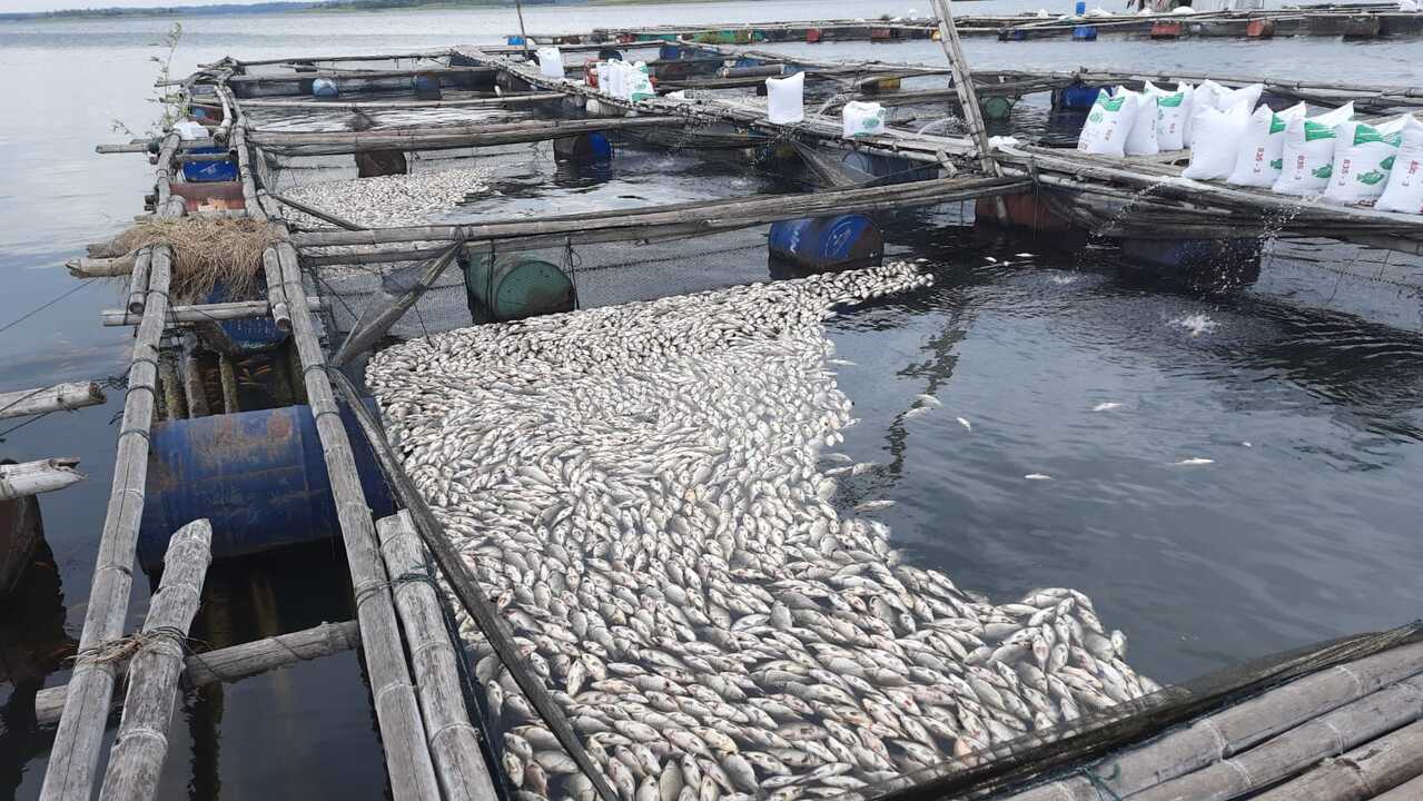 ikan kedung ombo mati