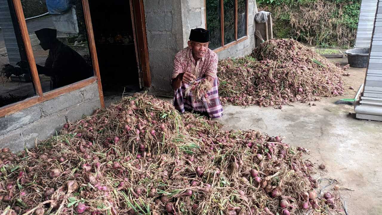 panen bawang merah