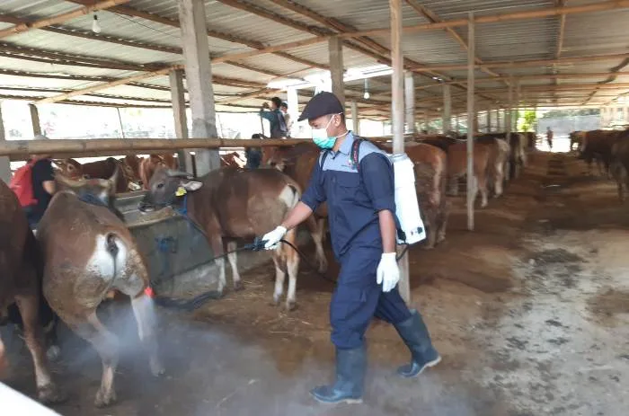 penyemprotan hewan kurban