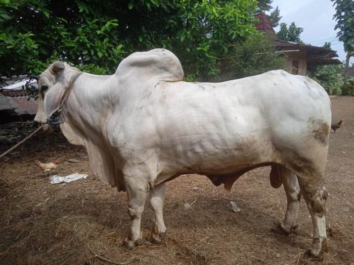 2006 - sapi Sapi milik Sukasno warga karanganyar yang batal dibeli oleh tim utusan presiden Jokowi