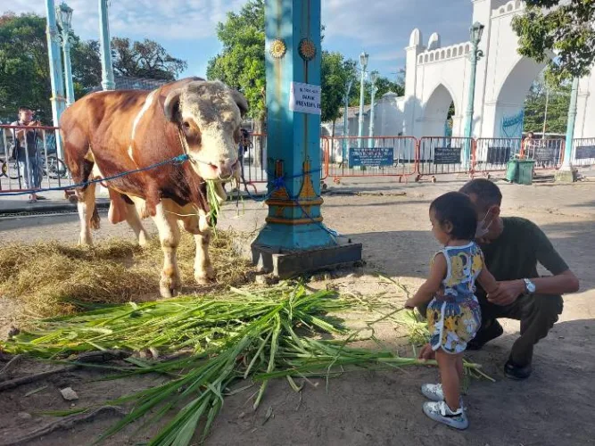 sapi kurban Jokowi