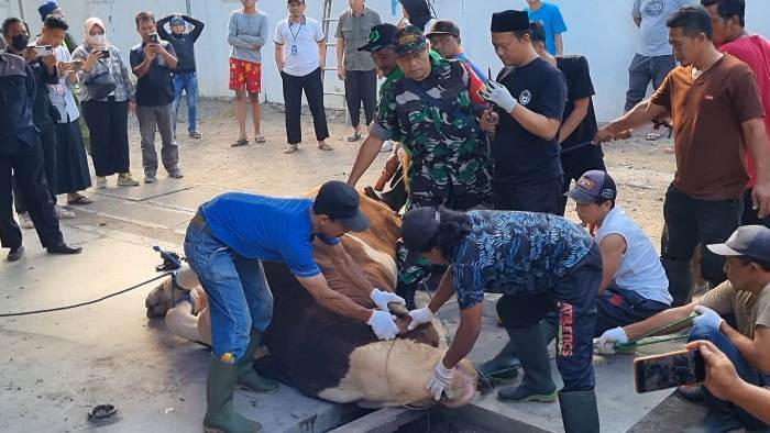 2906 - jagal peneymbelihan sapi kurban Presiden Jokowi