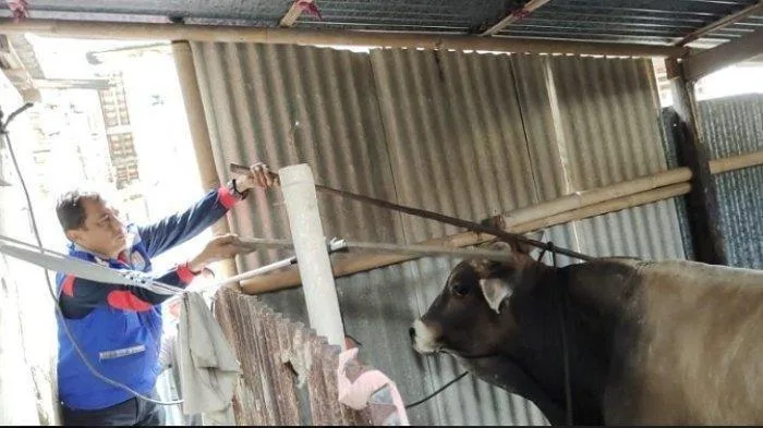 2906 -sapi kabur sapi kurban kabur di Cilacap