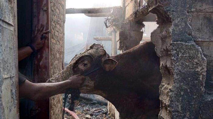 BREAKING-NEWS-Kandang-Ternak-di-Jomboran-Klaten-Terbakar-3-Sapi-Terjebak-di-Tengah-Kobaran-Api