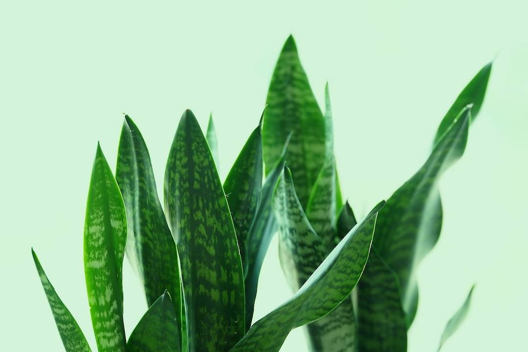 lidah mertua Snake Plant atau Tanaman Ular