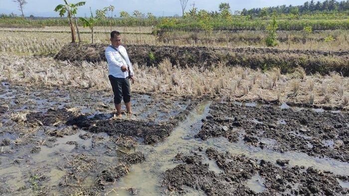 0509 - meninggal di sawah