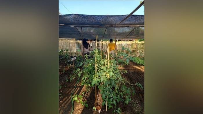 0709 - Gabriel - KKN Unisri - apotek hidup