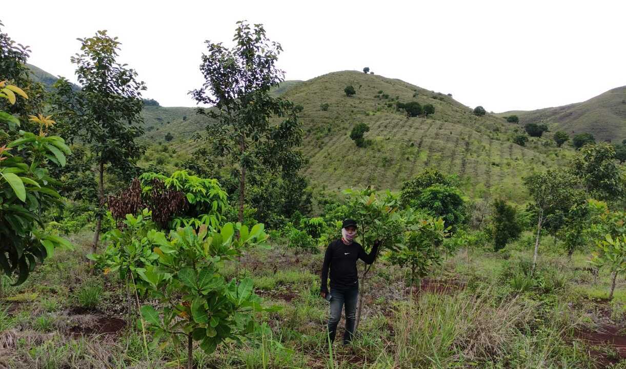 Penanaman pohon Penanaman pohon