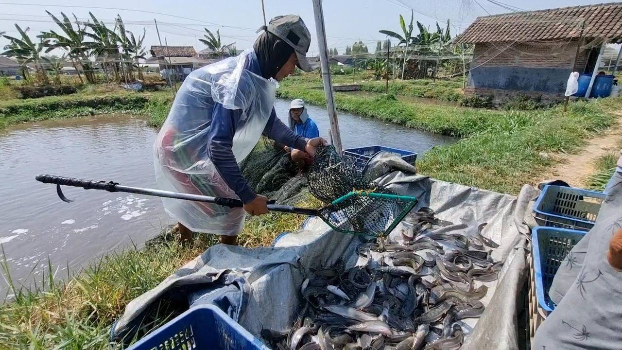 peternak lele boyolalik