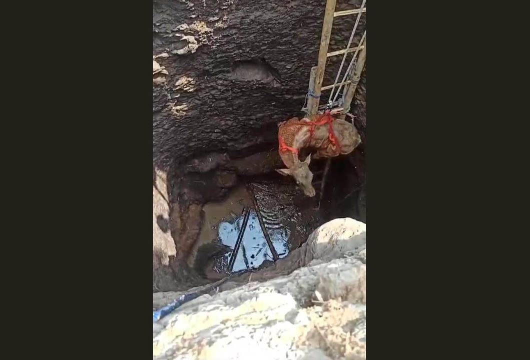 pedet tercebur sumur