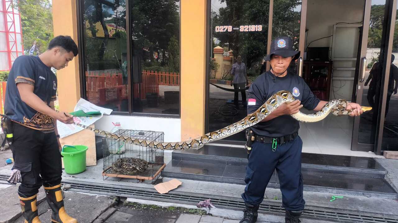 penangkapan ular boyolali