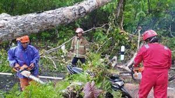 2001 - pohon tumbang