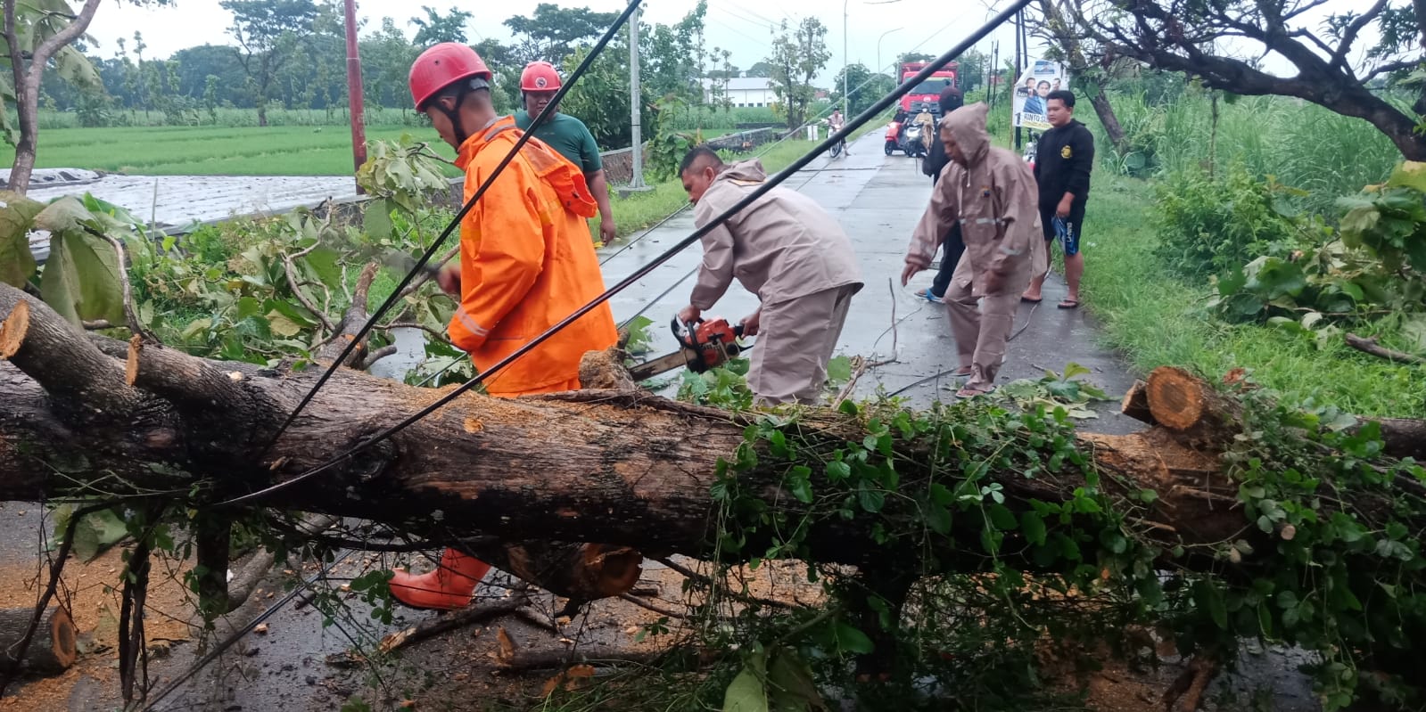 Sejumlah petugas gabungan dari Polri, Koramil, BPBD, PLN dan dibantu warga sekitar melakukan evakuasi pohon tumbang di jalan raya Sumberlawang-Tanon, Rabu (24/1/2024) Pukul 15:00 WIB || Foto Huri Yanto