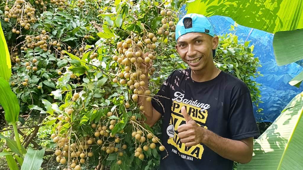 Panen Buah Kelengkeng di Tanah Pinggiran Waduk Kedung Ombo