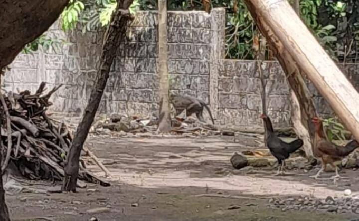 0605 - monyet monyet ekor panjang