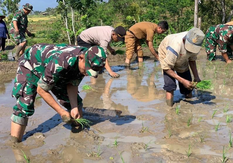 Tanam padi Tanam padi