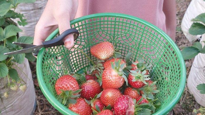 wisata petik strawberry di Sekipan, Tawangmangu