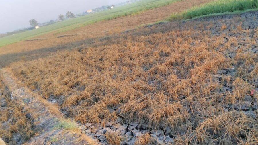 GridArt_20240821_072622350